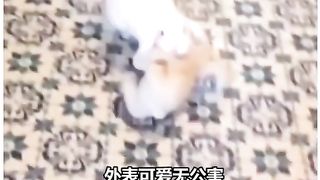 Are you sure you don't want to keep one of these cute rabbits