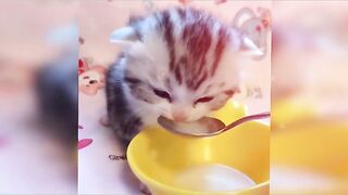 Pet Funny Everyday 3