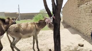 Two beautiful funny animals video in village farm 21