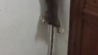 Tom and Jerry 34