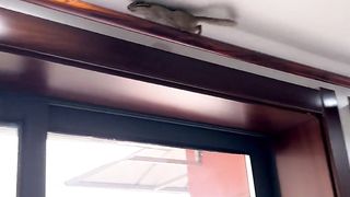 Have you learned how to control squirrels?