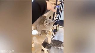 Pet Funny Everyday 2