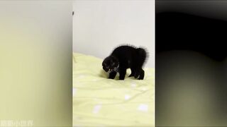 Pet Funny Everyday 4