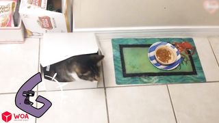 Funniest Cats and Dogs 2