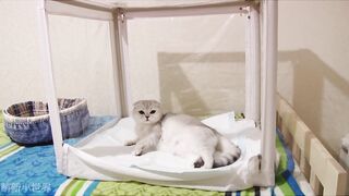 Pet Funny Everyday 5