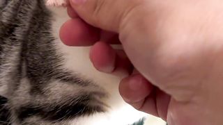 Do you have any friends who understand cats to talk about methods?