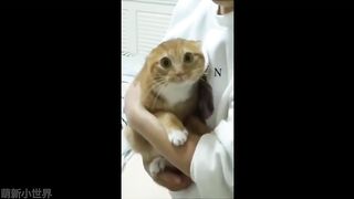 Pet Funny Everyday 6