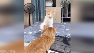 Pet Funny Everyday 7