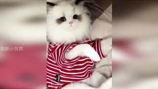 Pet Funny Everyday 8