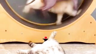 Pet Funny Everyday 9