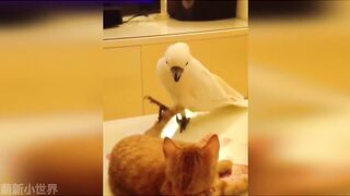 Pet Funny Everyday 10