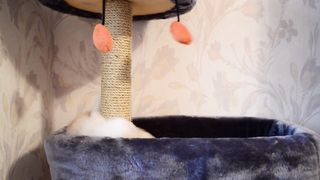 Funny Animals | Hilarious Kittens and Cats: Prepare to Laugh Your Heart Out!