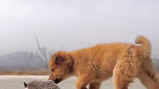 Small animals in the countryside