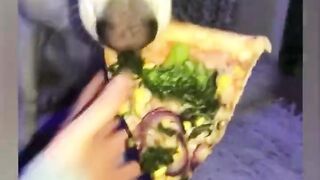 Happy Tails: Uplifting Animal Antics That Will Brighten Your Day!