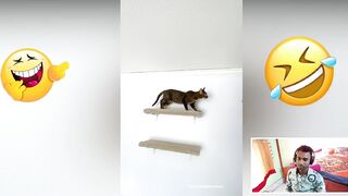 Funniest Dogs and Cats2023