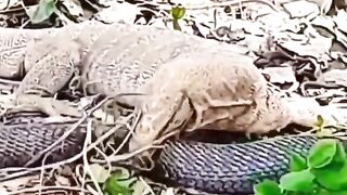 Monitor lizard and cobra