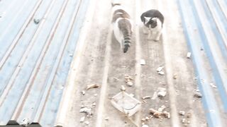Strong cats, cats are so cute