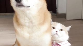 Cats and dogs happily play together