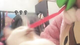 A mischievous cat