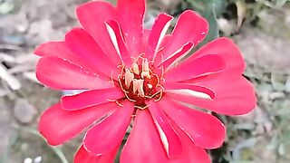 আমার বাগানের ফুল ????️