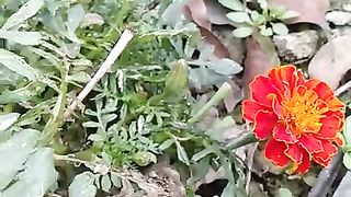 beautiful flowers ????????
