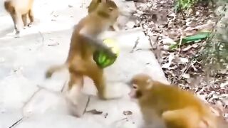 Funny Videos 2023 2