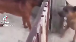Wee videos 38