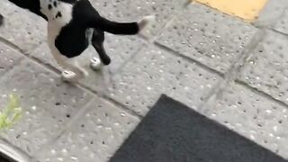 The boss is so heartwarming~I can tell from the dog's back that he is very happy