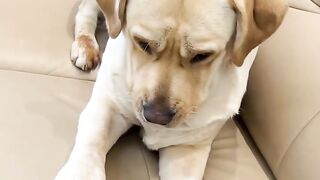 Playing games with the dog and covering it up in circles