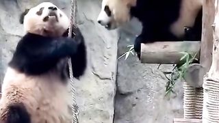 funny animal footage