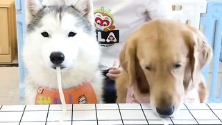 What a cute dog