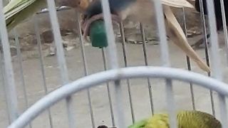 Parrot amazing video 3