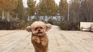 The dog was stunned at the time