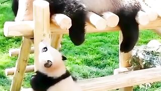 funny animal footage 2