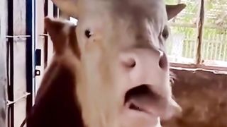 funny animal footage 3