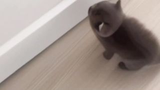 Cute Kitten  Try to Kill Fly lovely short