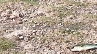 Alligator Wants to Change Food