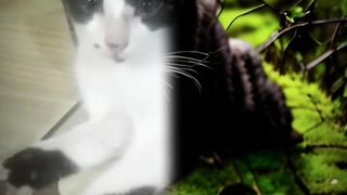 Cute cat sinimasinimatic
