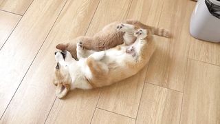Funny little corgi