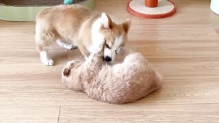 Funny little corgi01