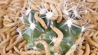 10000 Mealworms Vs Cactus