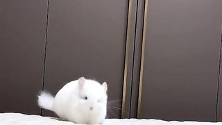 Raising a dragon cat is really spicy!!!