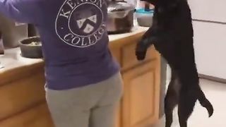 that's a happy dog living his best life