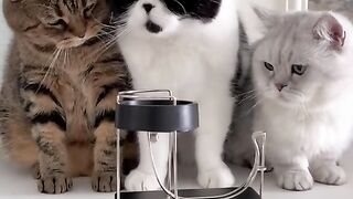 This world cannot live without silly cats