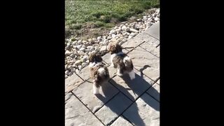 Cute baby animals Videos Compilation cute moment of the animals - Cutest Animals #43