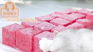Cat Makes Watermelon Juice with Tapioca Pearls Chef Cat Cooking