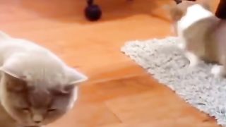 funny shots from the life of animals 3