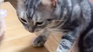 funny shots from the life of animals 4