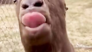 funny shots from the life of animals 6