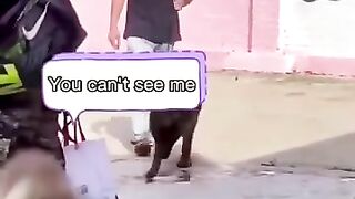 funny shots from the life of animals 7